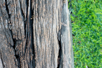 The wood slat on the green grass. Background.