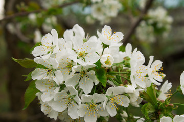 blooming branch of cherry. candid photos
