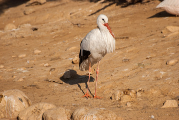White stork on sand background