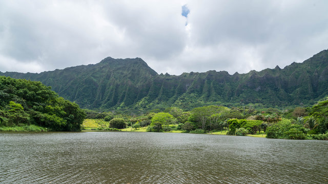 Fototapeta The Hawaiian rain forest of botanical gardens in Hawaii on the tropical island paradise of Oahu, Hawaii, USA provides a nature hiking trail for pleasure and enjoyment.
