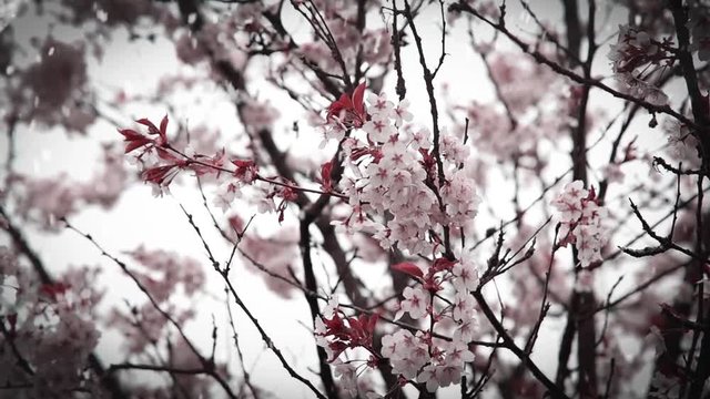 Schnee auf Kirschbl&uuml;ten