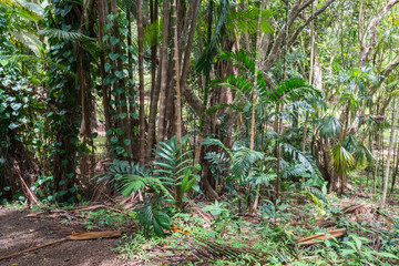 The Hawaiian rain forest of  botanical gardens in  Hawaii on the tropical island paradise of Oahu, Hawaii, USA provides a nature hiking trail for pleasure and enjoyment.