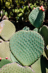 Figuier de barbarie au jardin botanic