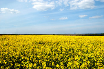 Fototapeta premium gelb rapeseed field