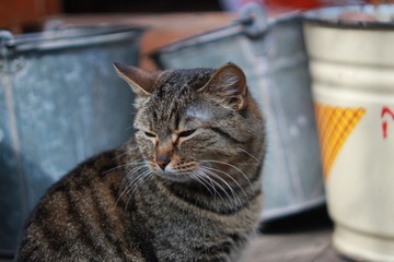 Толстая кошка