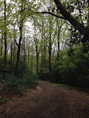 Fototapeta premium Wanderweg im Wald im Frühling