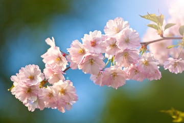 Blooming sakura
