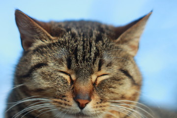 Толстая кошка