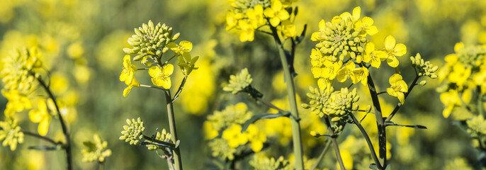 rape plant (canola, rapeseed)  in detail on field