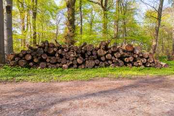 stacked logs in a wood / gestapelte Holzstämme