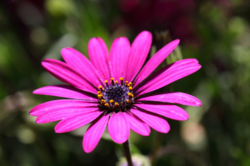 Beautiful Spanish daisy flower