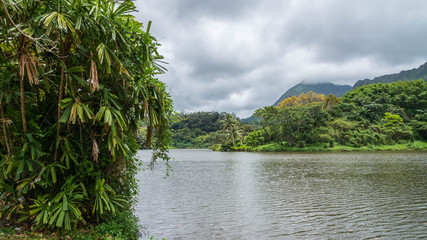 The Hawaiian rain forest of botanical gardens on the tropical island paradise of Oahu, Hawaii, USA provides a nature hiking trail for pleasure and enjoyment.