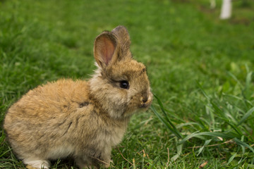 Naklejka na ściany i meble gray little rabbit closeup standing in the grass.