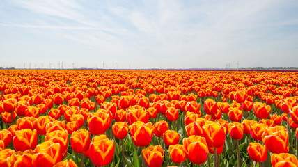 Tulips in a field in spring below a blue cloudy sky