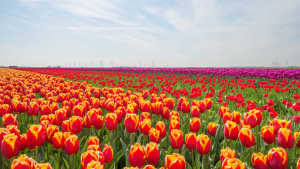 Fototapeta na wymiar Tulips in a field in spring below a blue cloudy sky