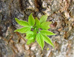 young leaves