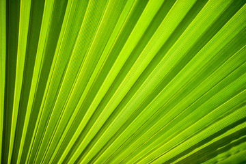 Obraz premium Palm leaf background