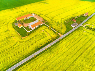 Aerial view to rapeseed fields with farm house and road. Agricultural landscape in Czech Republic, Central Europe. 