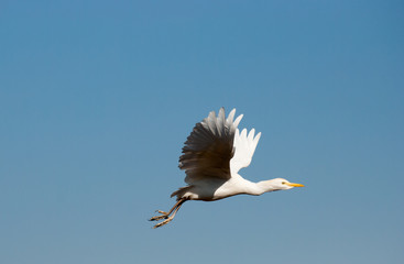 Heronl on blue sky background