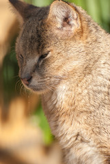 Cougar ( Puma concolor ) at zoo