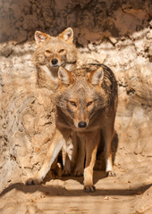 Obraz na płótnie Canvas A pair of jackals at zoo