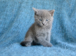 Young grey kitten