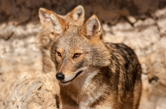 A pair of jackals at zoo