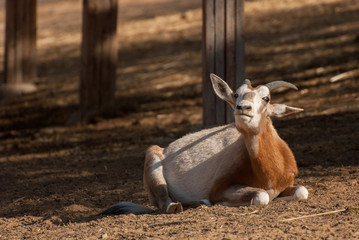 Gemsbok or gemsbuck or Oryx gazella