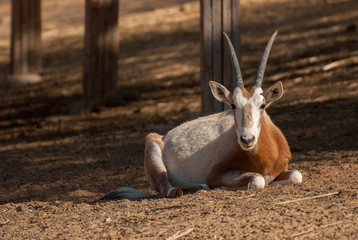 Gemsbok or gemsbuck or Oryx gazella