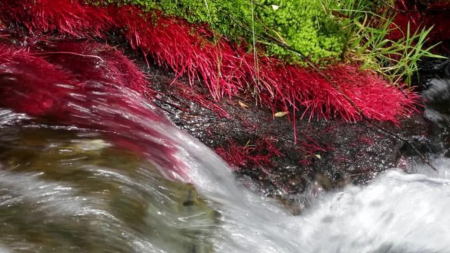 Detail of mountain river with red plants (Eleocharis sp Red) and strong current of water, conveying feelings of harmony and energy. Sound. 08