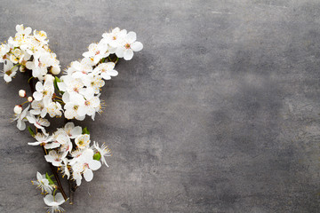 Fototapeta na wymiar Spring cherry blossom on the gray background.