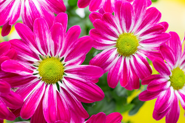 Fototapeta premium Pink chrysanthemum on yellow backgrounds.