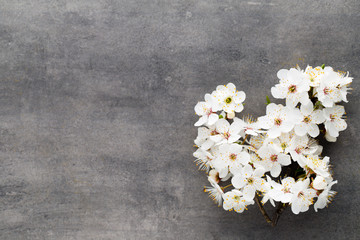 Spring cherry blossom on the gray background.