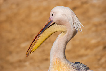 Obraz premium White Pelican Head