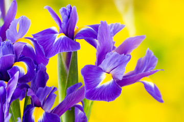 Purple iris flower on the yellow background.