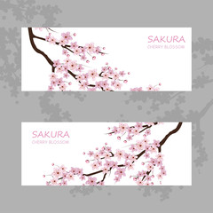 Cherry Blossom. Pink sakura flowers