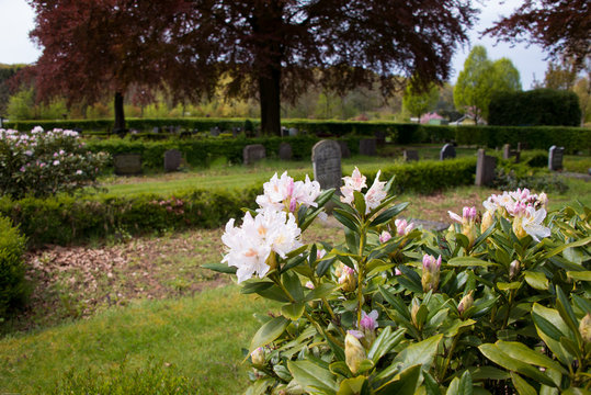 Blühender Strauch auf dem Friedhof