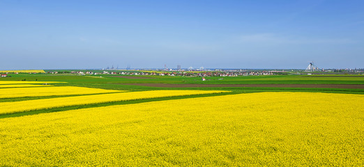 Colorful fields in spring. Romanian rural landscape with rape and wheat fields.