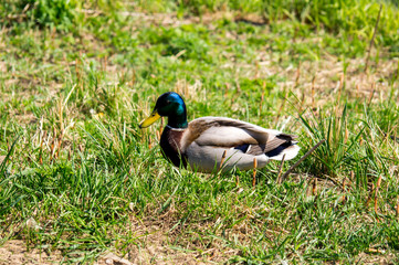 Obraz premium утка