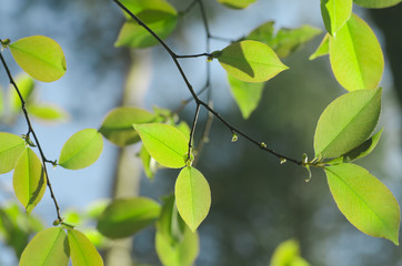  spring leaves in forest