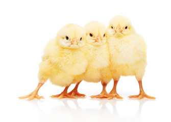 Three small yellow chickens, isolated on white background