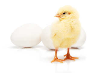 Small yellow chicken in front of three white chicken eggs