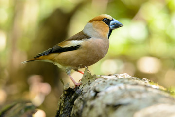 Grosbeak standing on wooden barrel