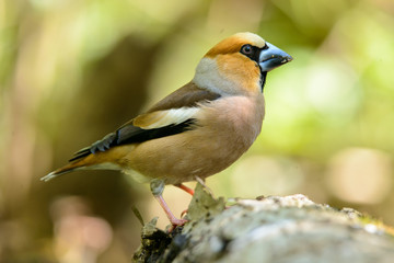 Grosbeak standing on wooden barrel