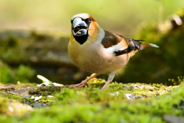 Grosbeak standing on wooden barrel