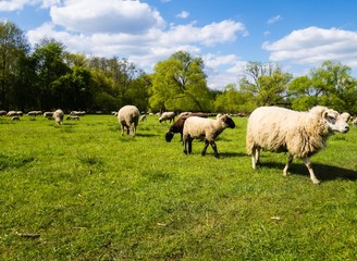 Naklejka na ściany i meble Schafe auf der Weide