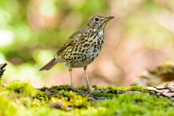 Song thrush walking on brown ground with grass