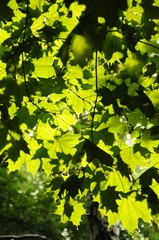 Зелёные листья клёна / За листьями светит солнце на фоне неба