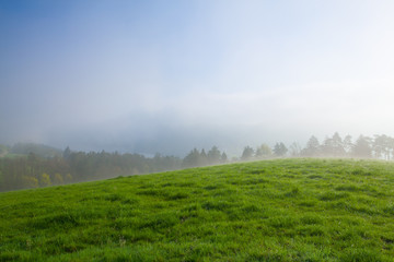 In the morning mist on a meadow