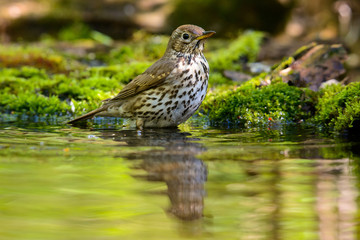 Song Thrush turdus philomelos taking a bath in the lake